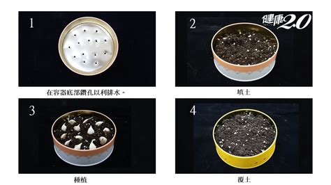 簡單種蒜頭|大蒜防癌、抗氧化 在家種蒜苗很簡單！餅乾盒就能種